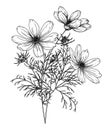 Vector illustration of a bush of cosmos bipinnatus Royalty Free Stock Photo